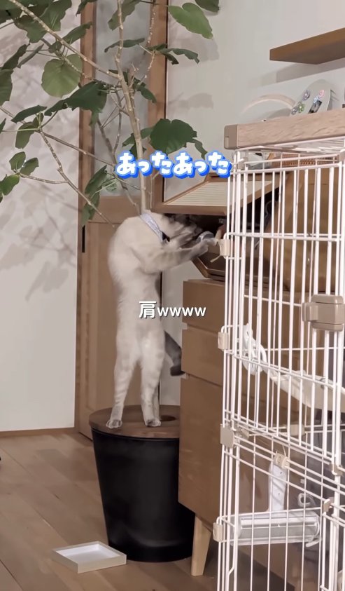 土カバーの上に立って棚を物色する猫「あったあった」