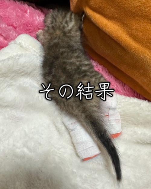 足にギプスをつけた子猫の後ろ姿