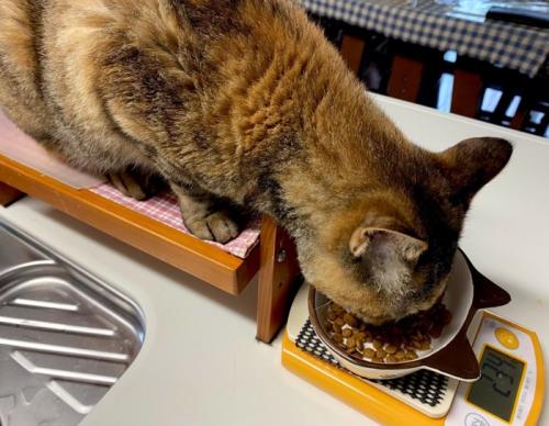 食べる猫