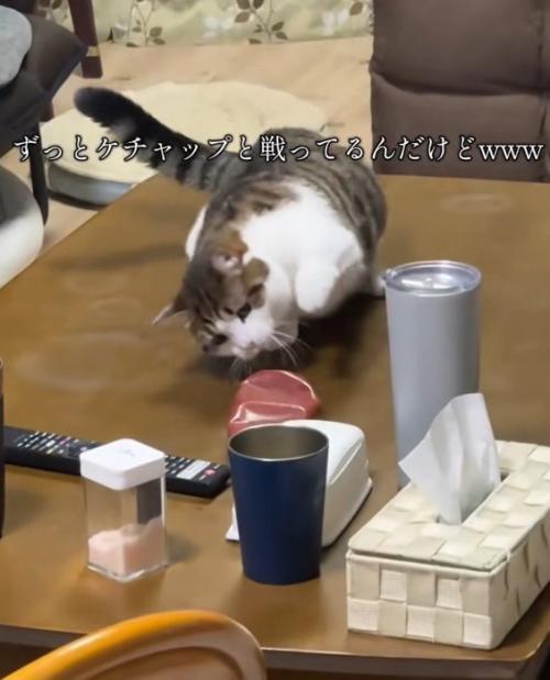 へっぴり腰なねこ