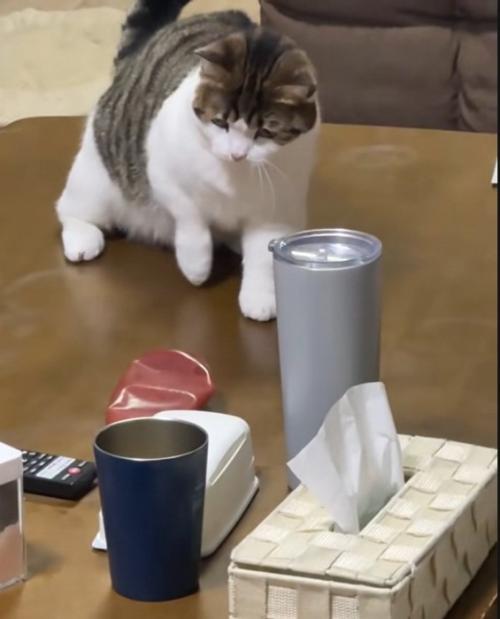 様子を見るねこ