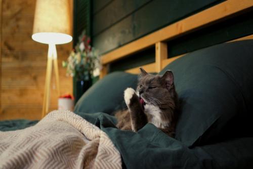 人間用ベッドでくつろぐ猫