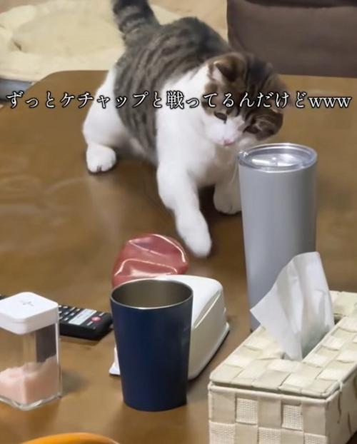 高速猫パンチ