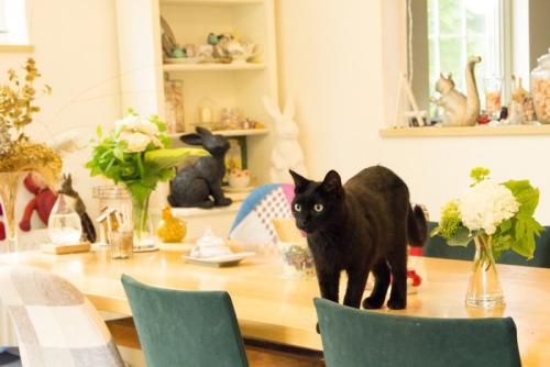 テーブルの上に立つ黒猫