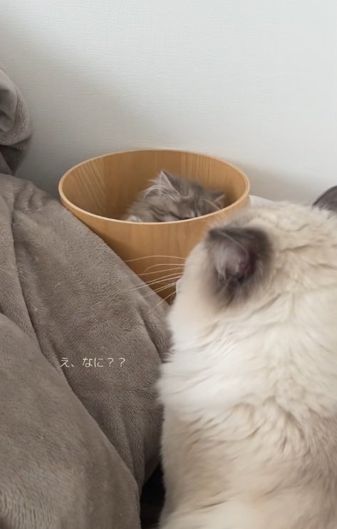 植木鉢の中にいる子猫と猫