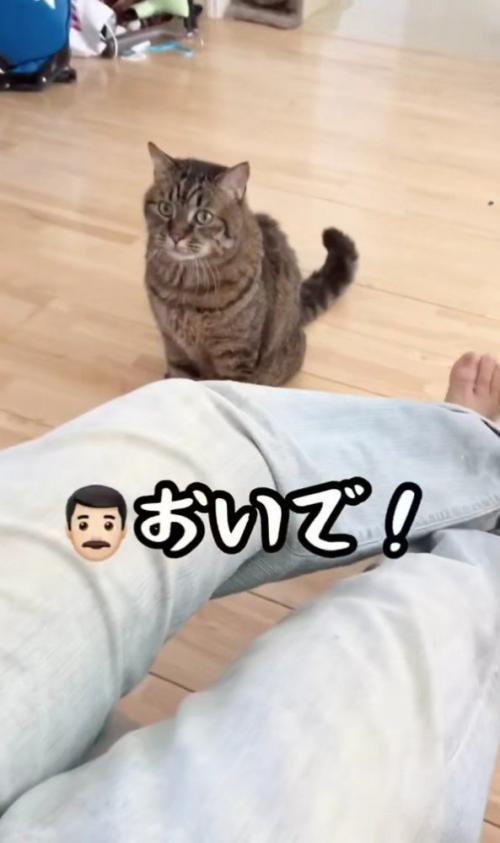 座って猫を呼ぶ男性