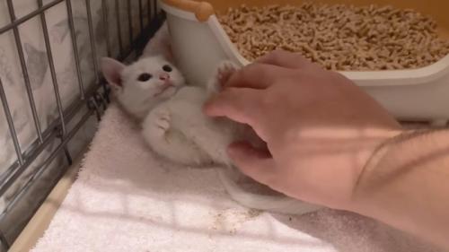 お腹を見せる子猫