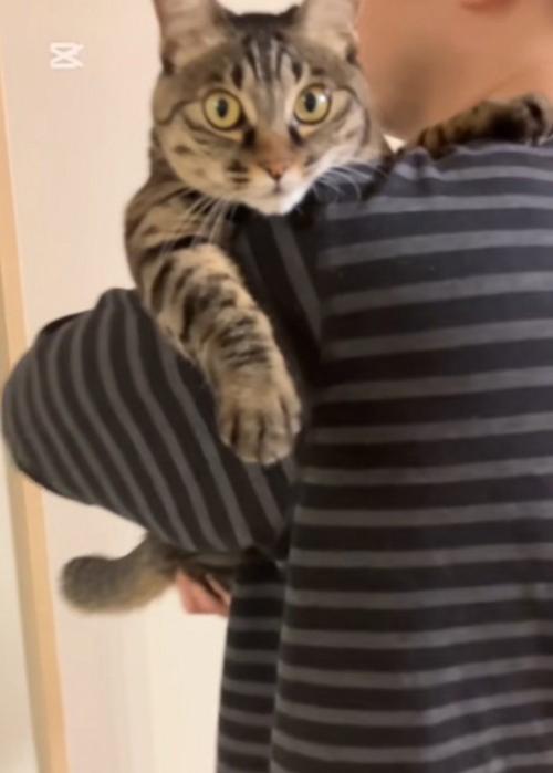 ドヤ顔する猫