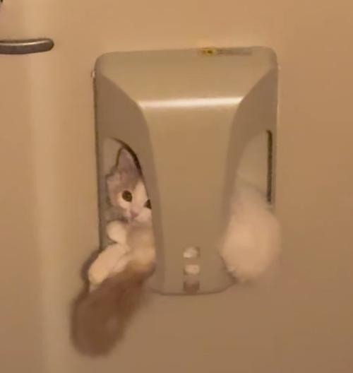 キョトン顔の子猫