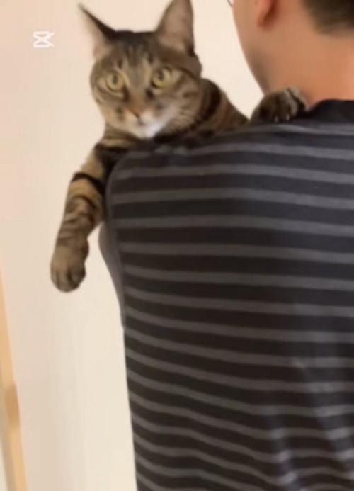 揺られる猫
