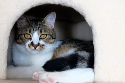 リラックスできる空間にいる猫
