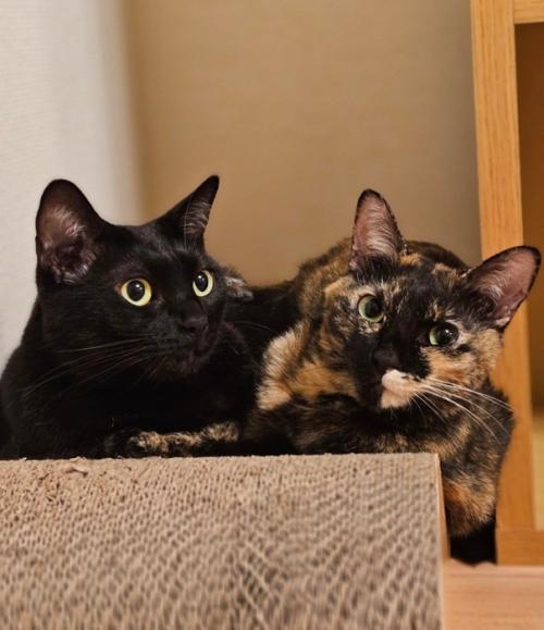 黒猫とサビ猫