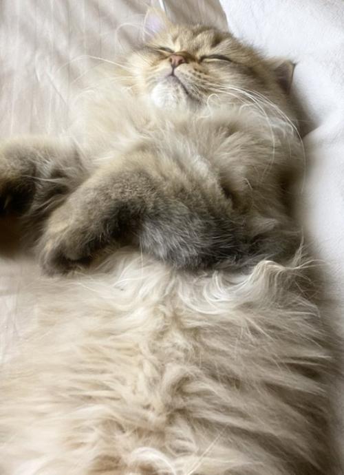 眠る猫