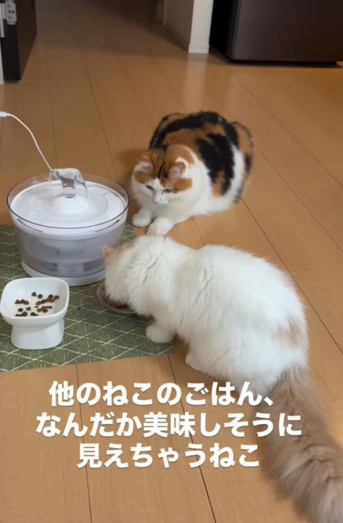 ご飯を狙う猫