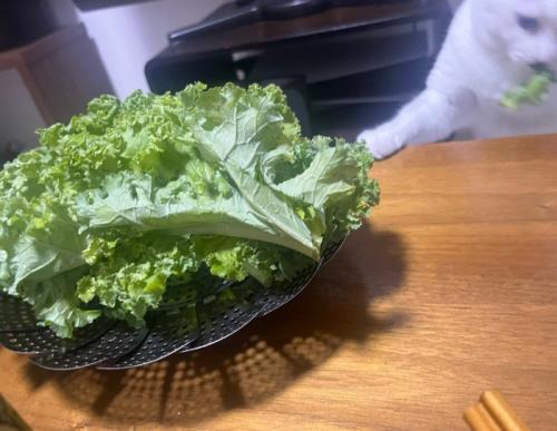 野菜を盗む猫