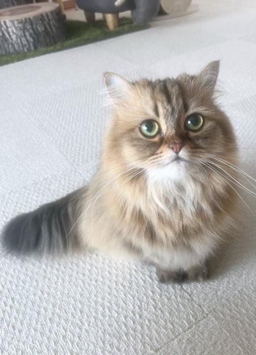 姿勢を正す猫