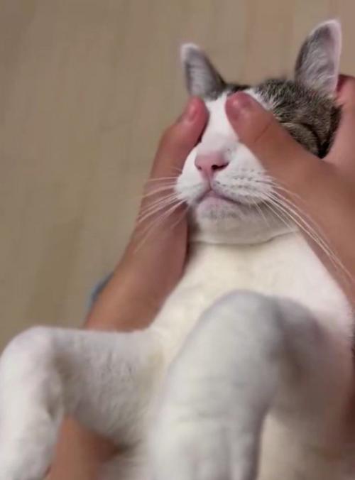マッサージされている猫