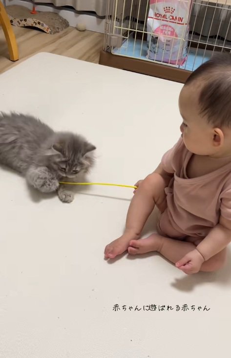 猫用おもちゃを動かす赤ちゃんと子猫