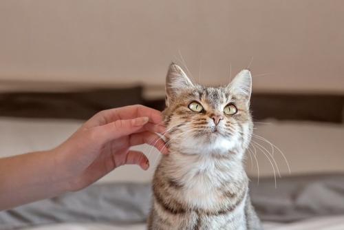 猫の顔にそっと触れる手