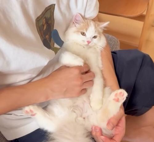 撫でられる猫