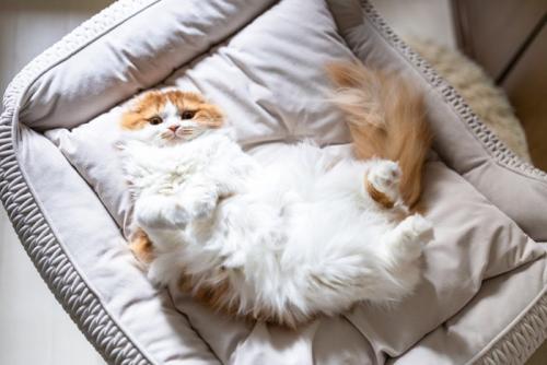 安心してくつろぐ猫