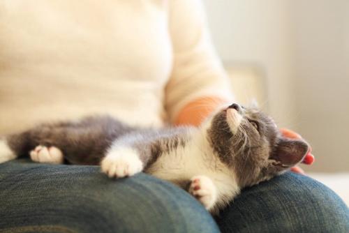 ヒザの上で仰向けになる子猫