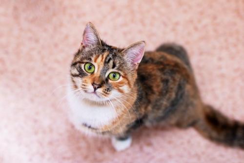 じっと見上げる猫
