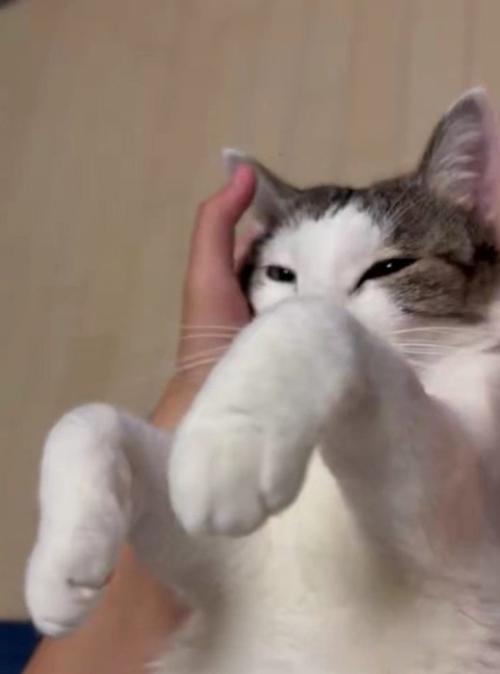 マッサージされている猫