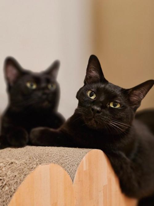 黒猫2匹