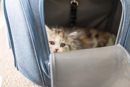 キャリーを持つ飼い主