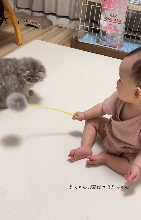 猫用おもちゃを動かす赤ちゃんと子猫