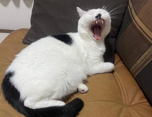 あくびする猫