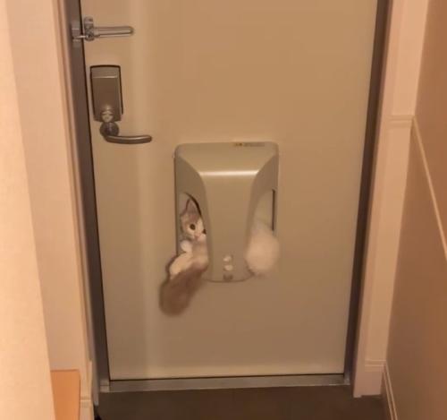 郵便ポストの中に子猫