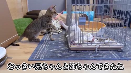 おっきいお兄ちゃんと