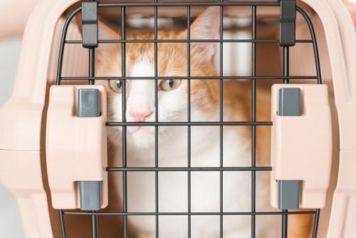 キャリーケースに入る猫