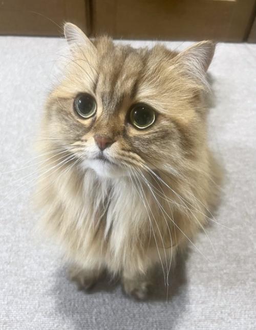 お座りする猫