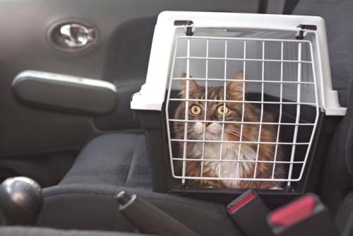 車に乗っている猫