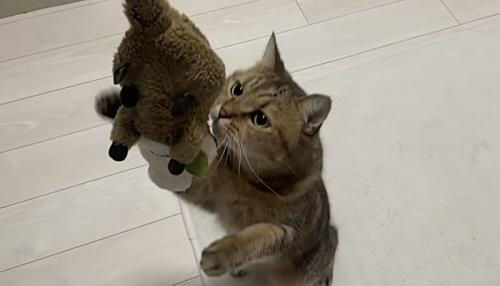 干されているぬいぐるみに手を伸ばす猫