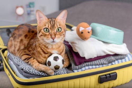 キャリーの荷物の上でくつろぐ猫