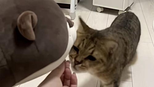 おやつを横取りする猫