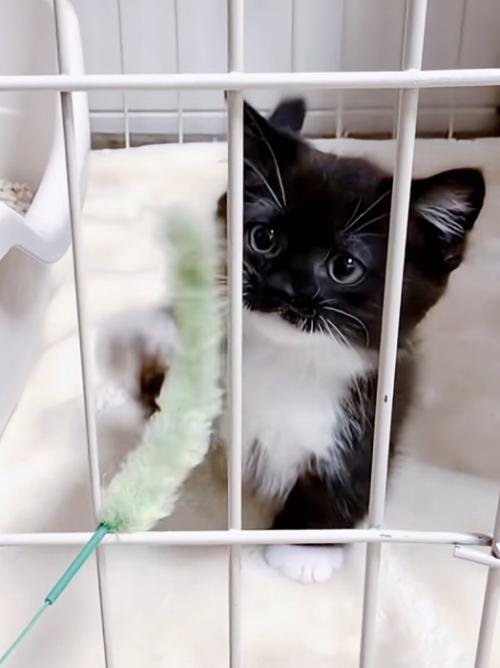 おもちゃで遊ぶ赤ちゃん猫