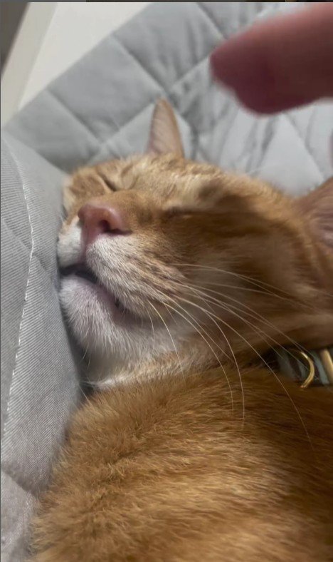 寝ている猫