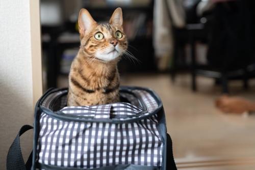 キャリーの中に入っている猫
