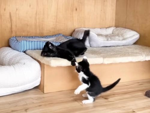寝ころびながら子猫に猫パンチでかまう黒猫