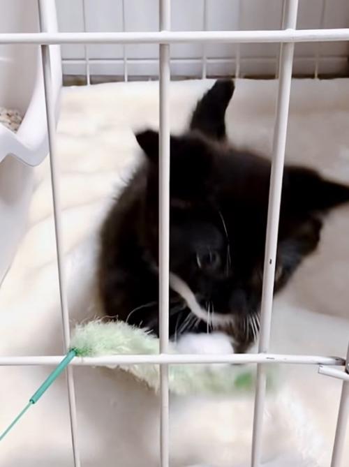 猫パンチ