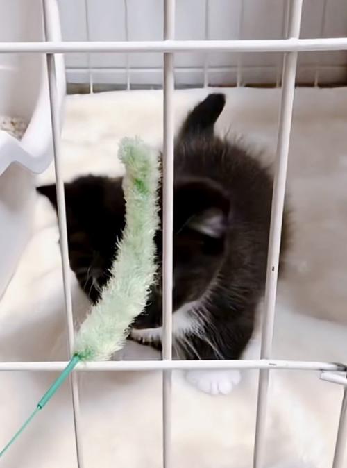 赤ちゃん猫