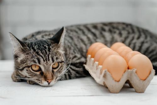 卵パックと猫
