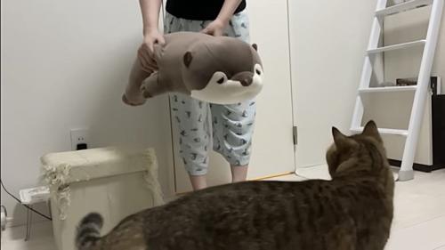 大きなぬいぐるみを猫に見せる様子