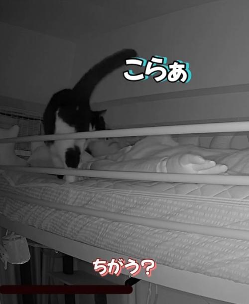飼い主に文句を言いに行く猫