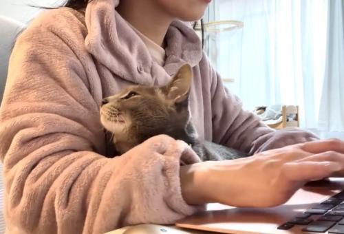 落ち着きのない猫